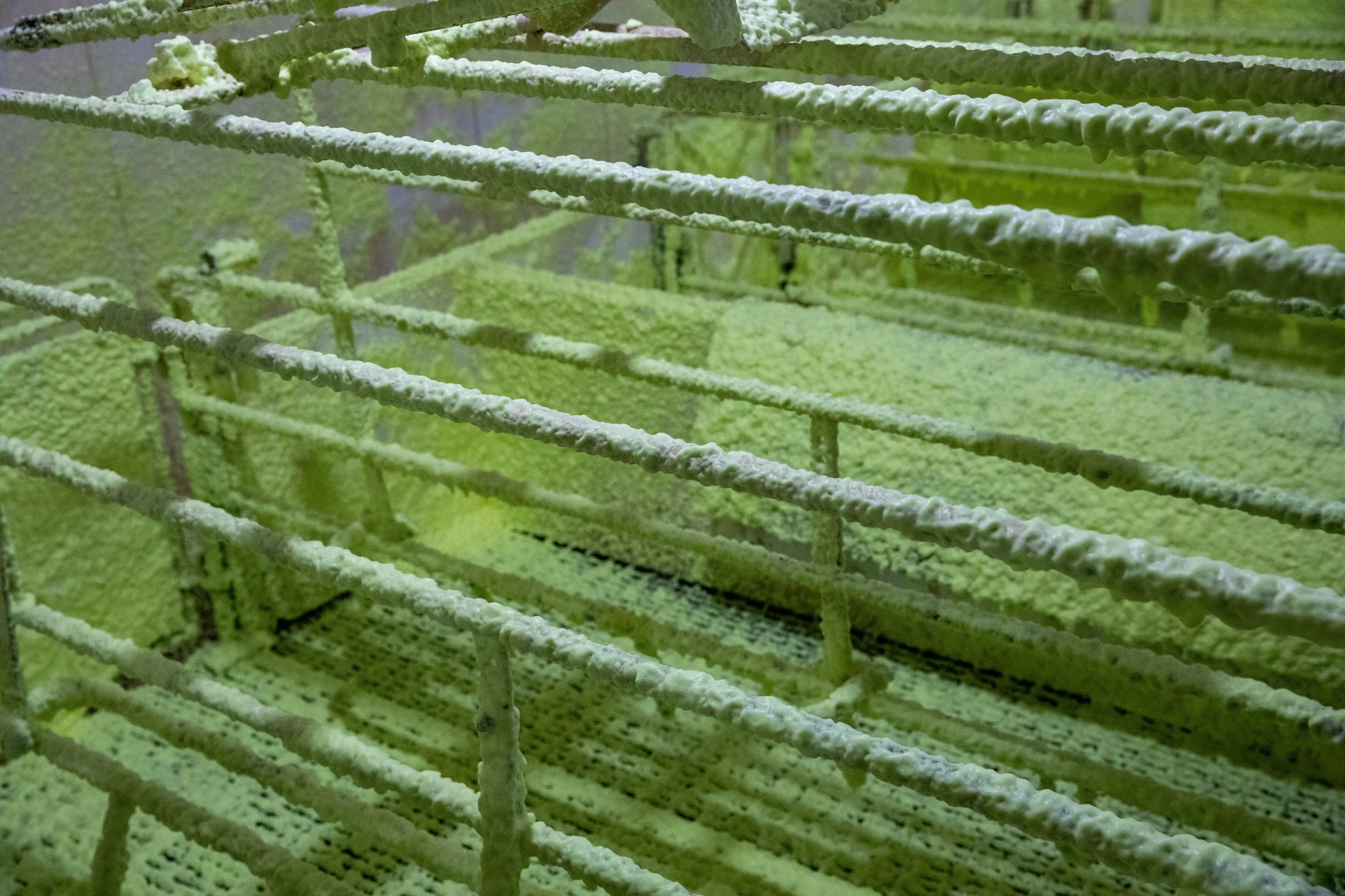 Farrowing crates in a sow farm farrowing room covered in bright yellow VisiFoam, ensuring thorough cleaning and degreasing.