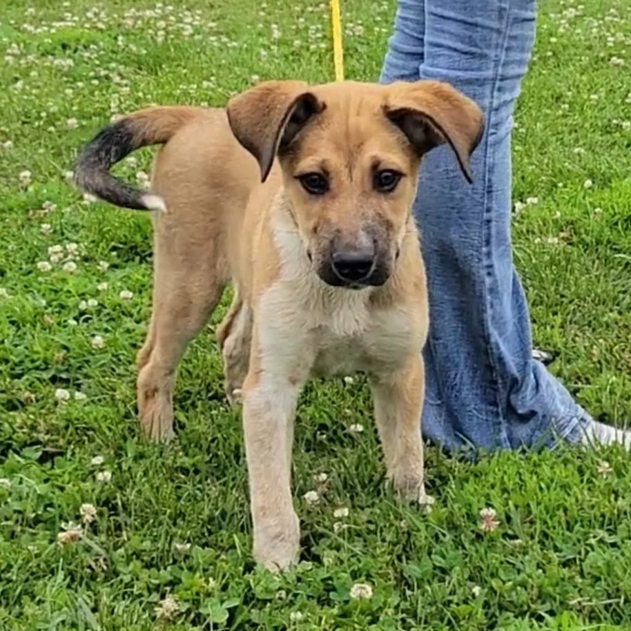 Dogs — Chillicothe Animal Shelter