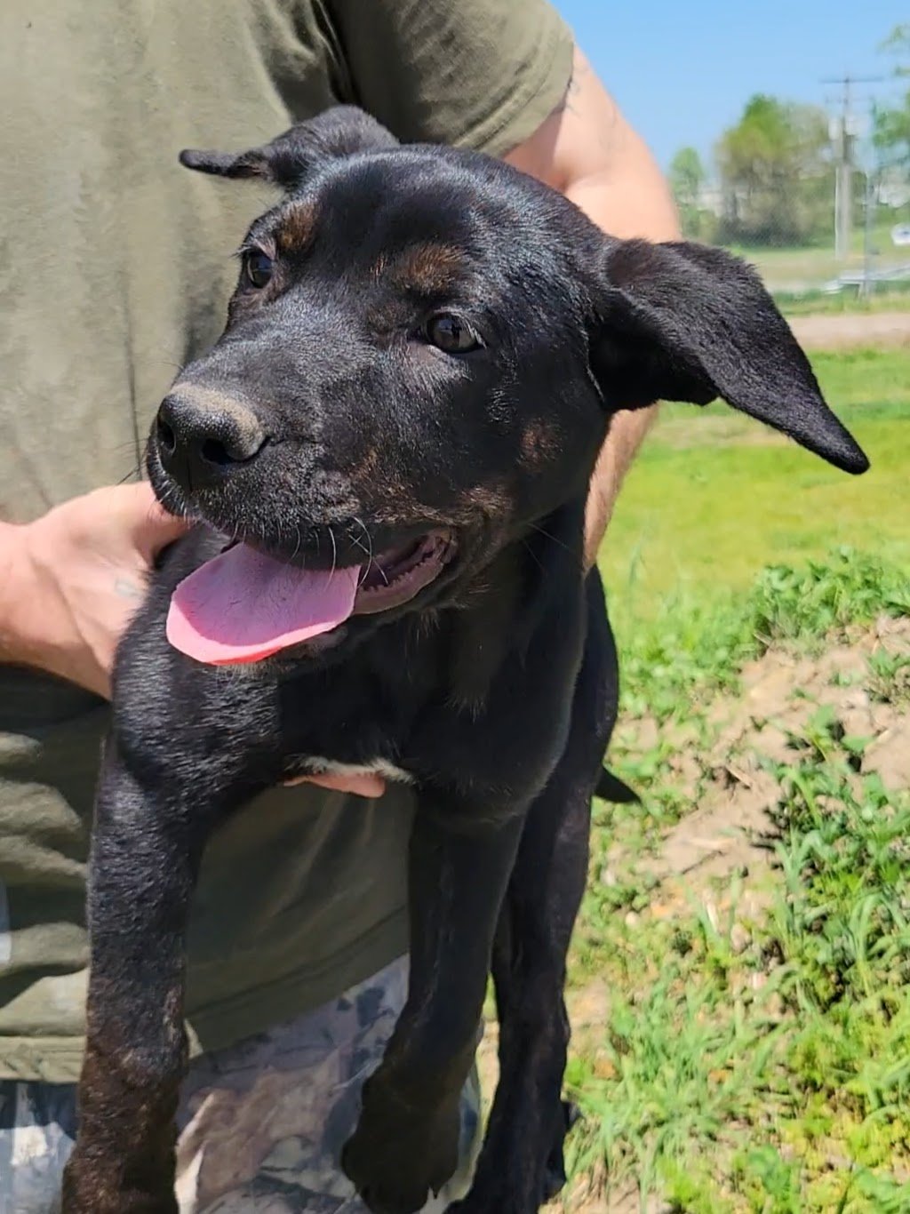 Dogs — Chillicothe Animal Shelter