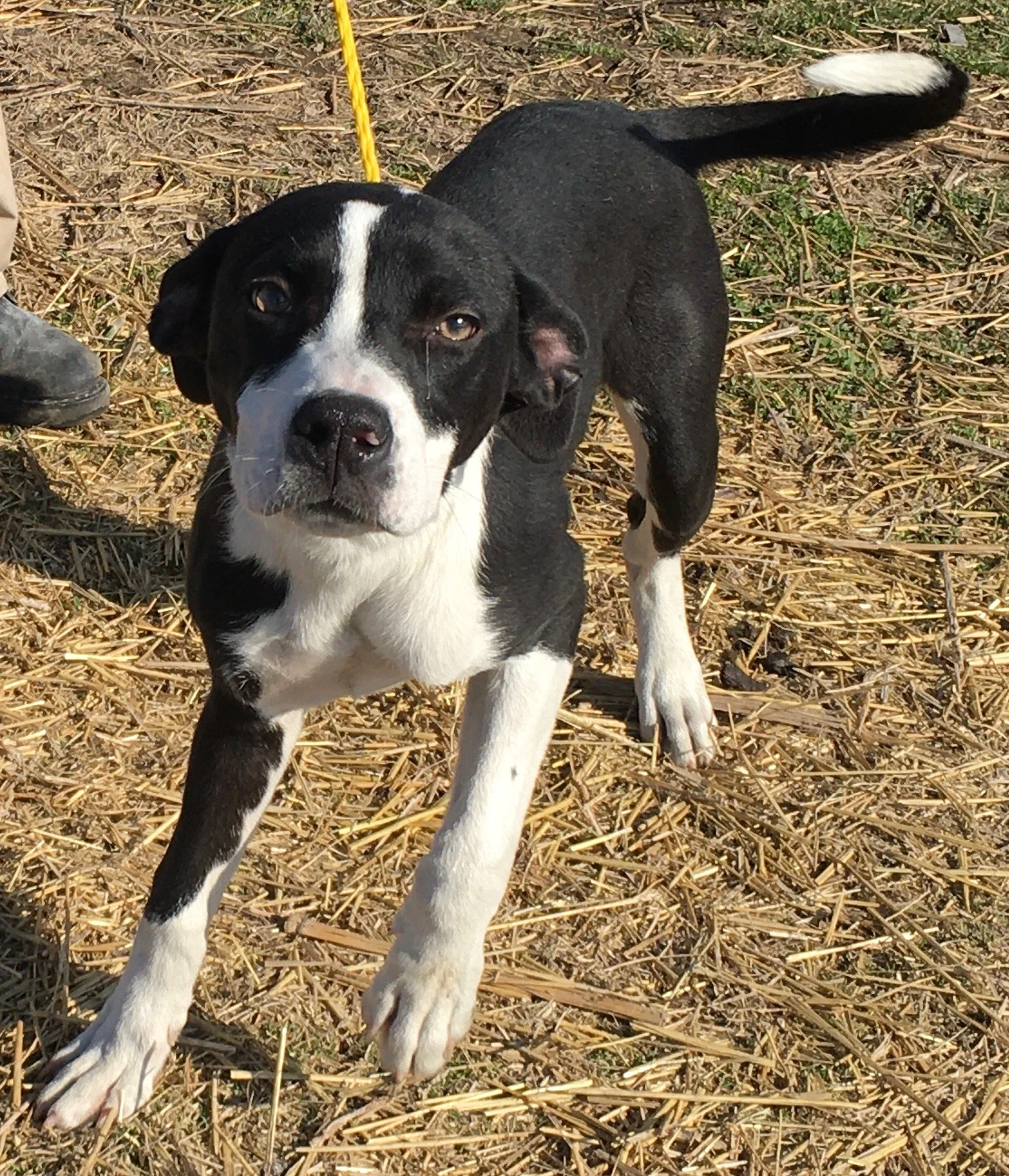 Dogs — Chillicothe Animal Shelter