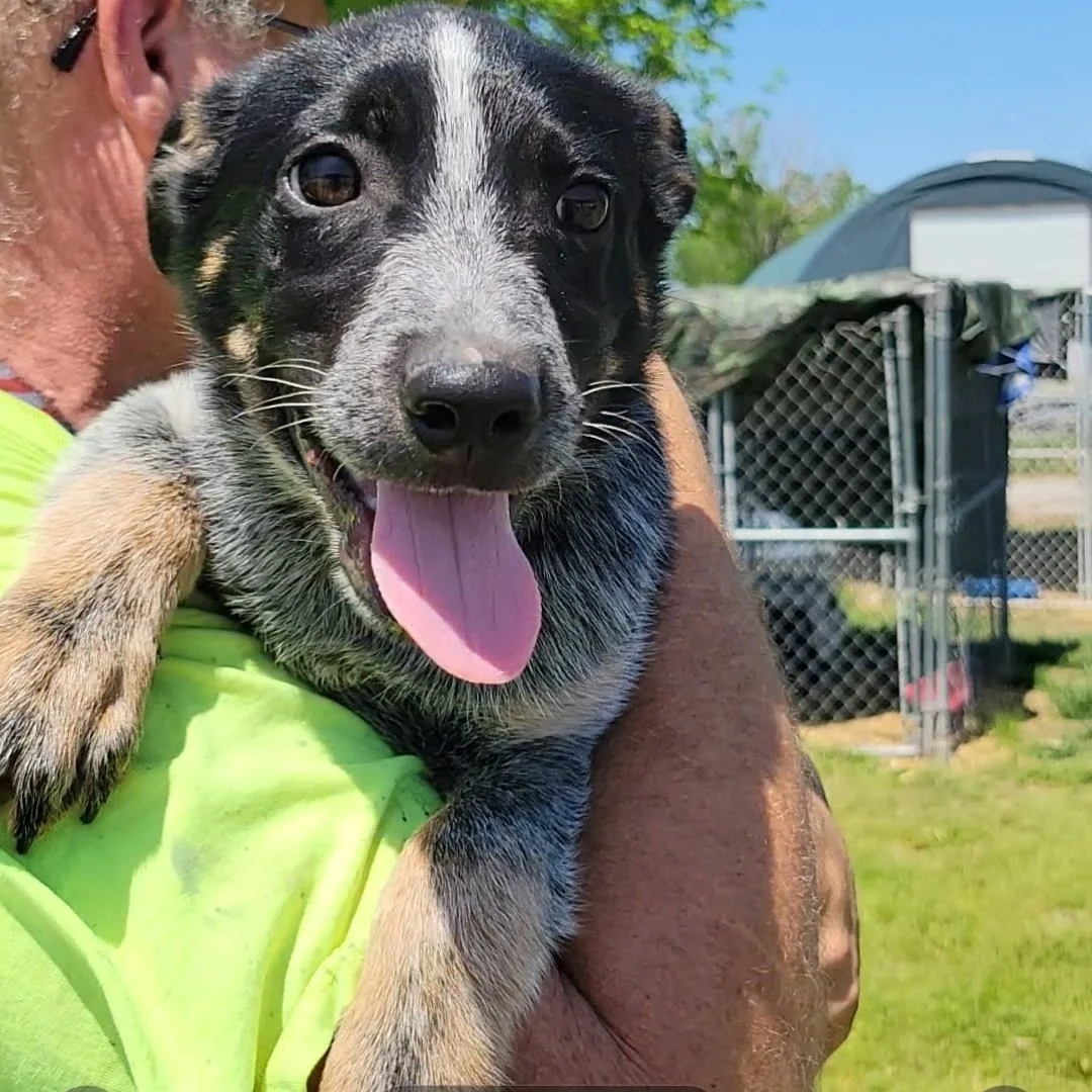 Dogs — Chillicothe Animal Shelter