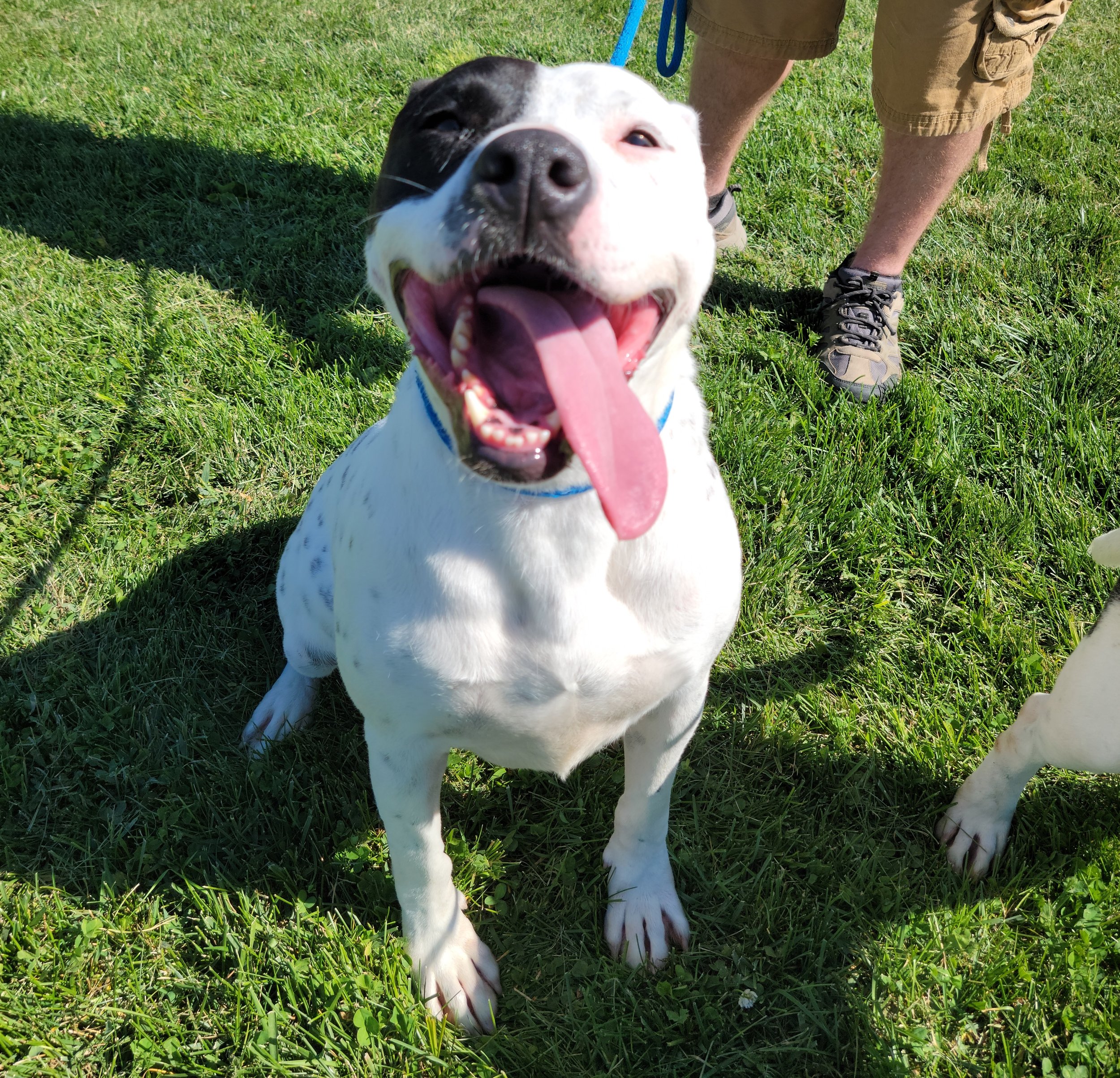 Dogs — Chillicothe Animal Shelter