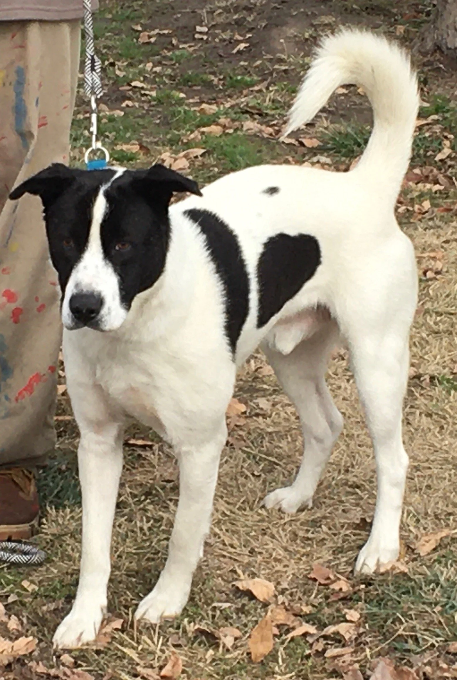 Dogs — Chillicothe Animal Shelter