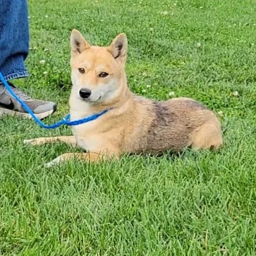 Dogs — Chillicothe Animal Shelter