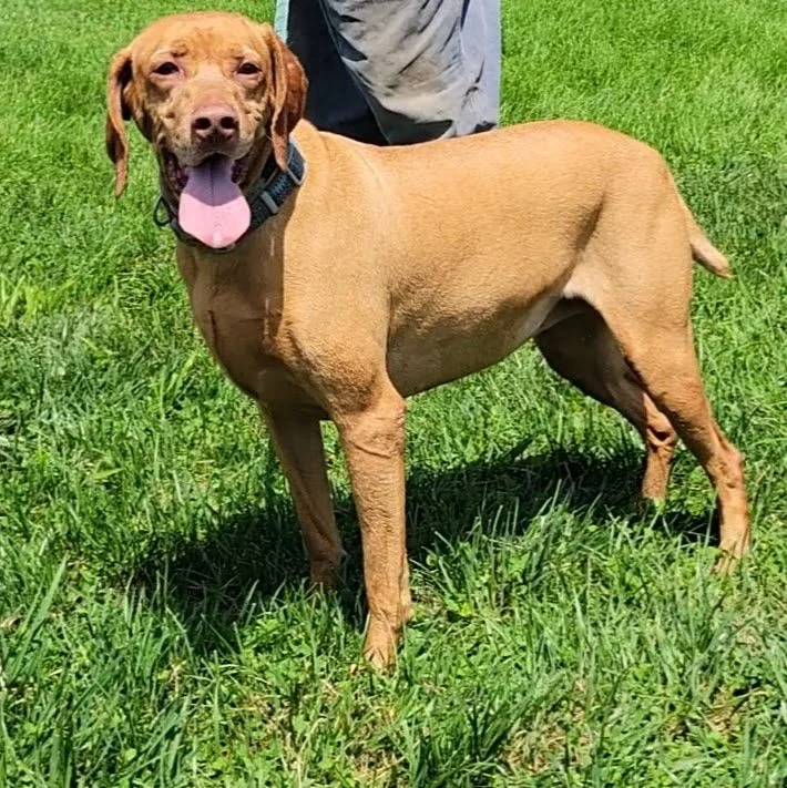 Dogs — Chillicothe Animal Shelter