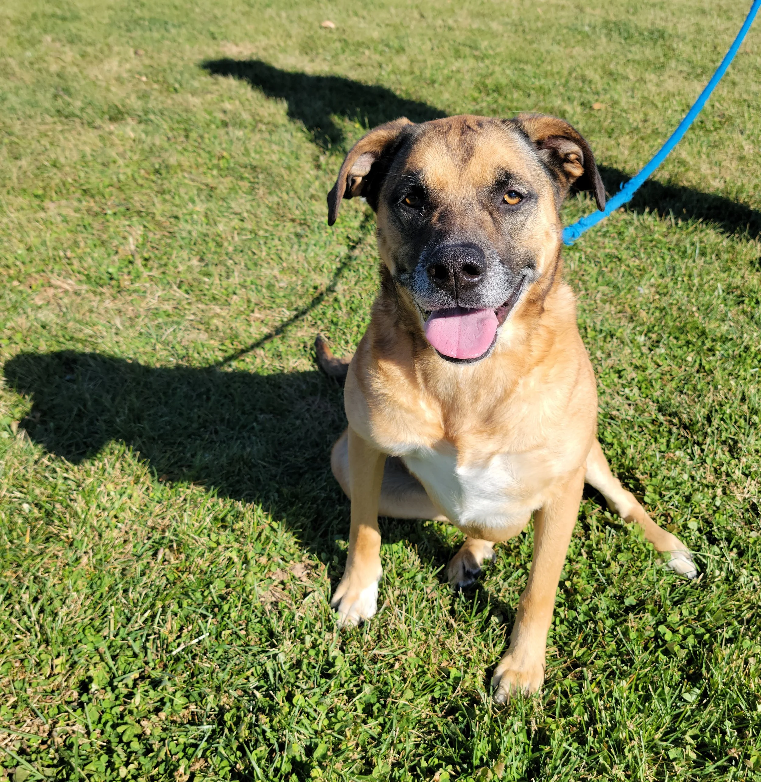 Dogs — Chillicothe Animal Shelter