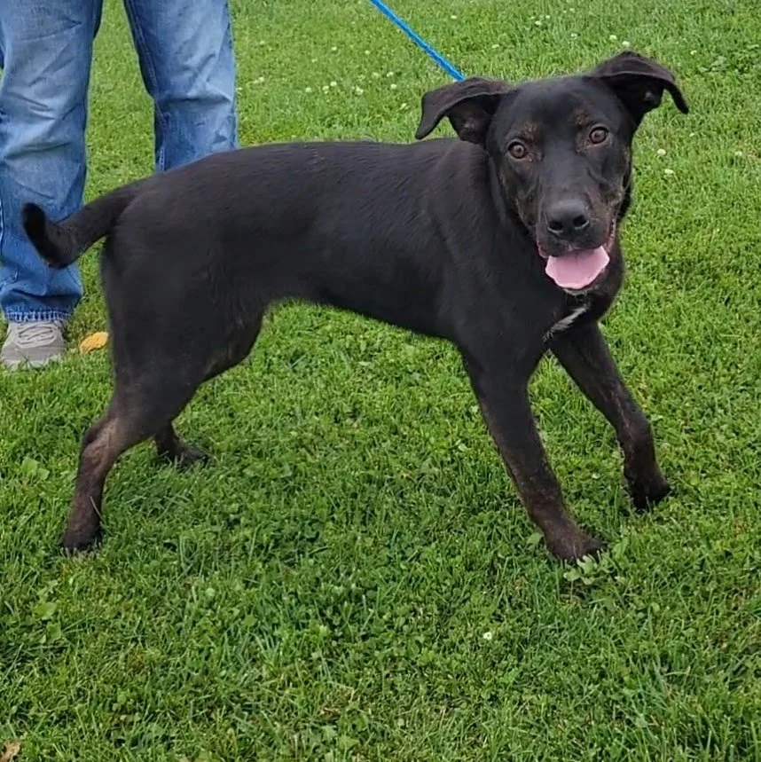 Dogs — Chillicothe Animal Shelter