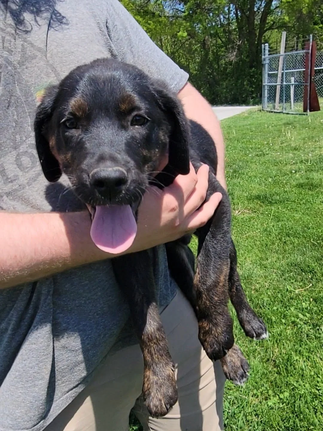 Dogs — Chillicothe Animal Shelter