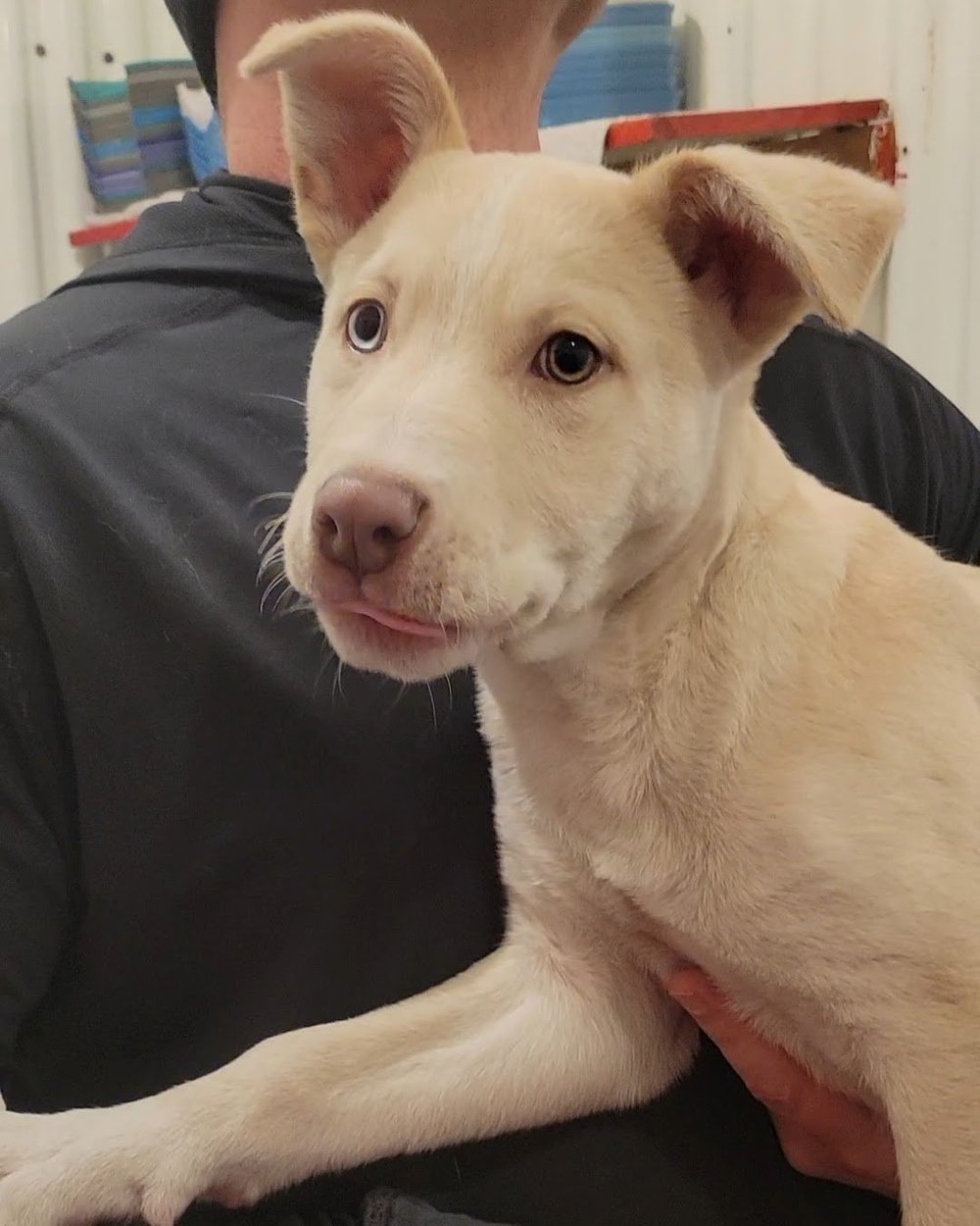 Dogs — Chillicothe Animal Shelter