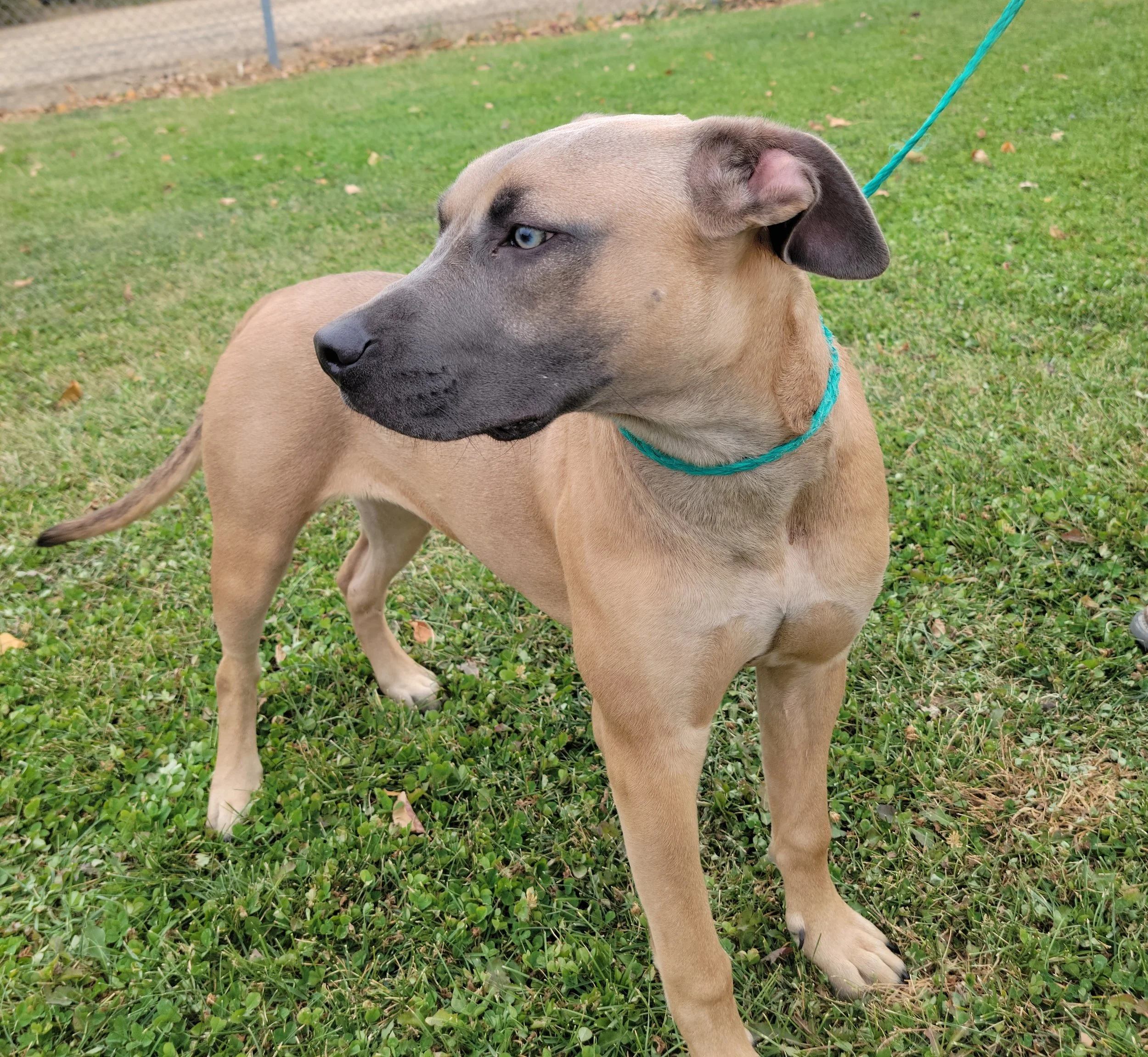 Dogs — Chillicothe Animal Shelter