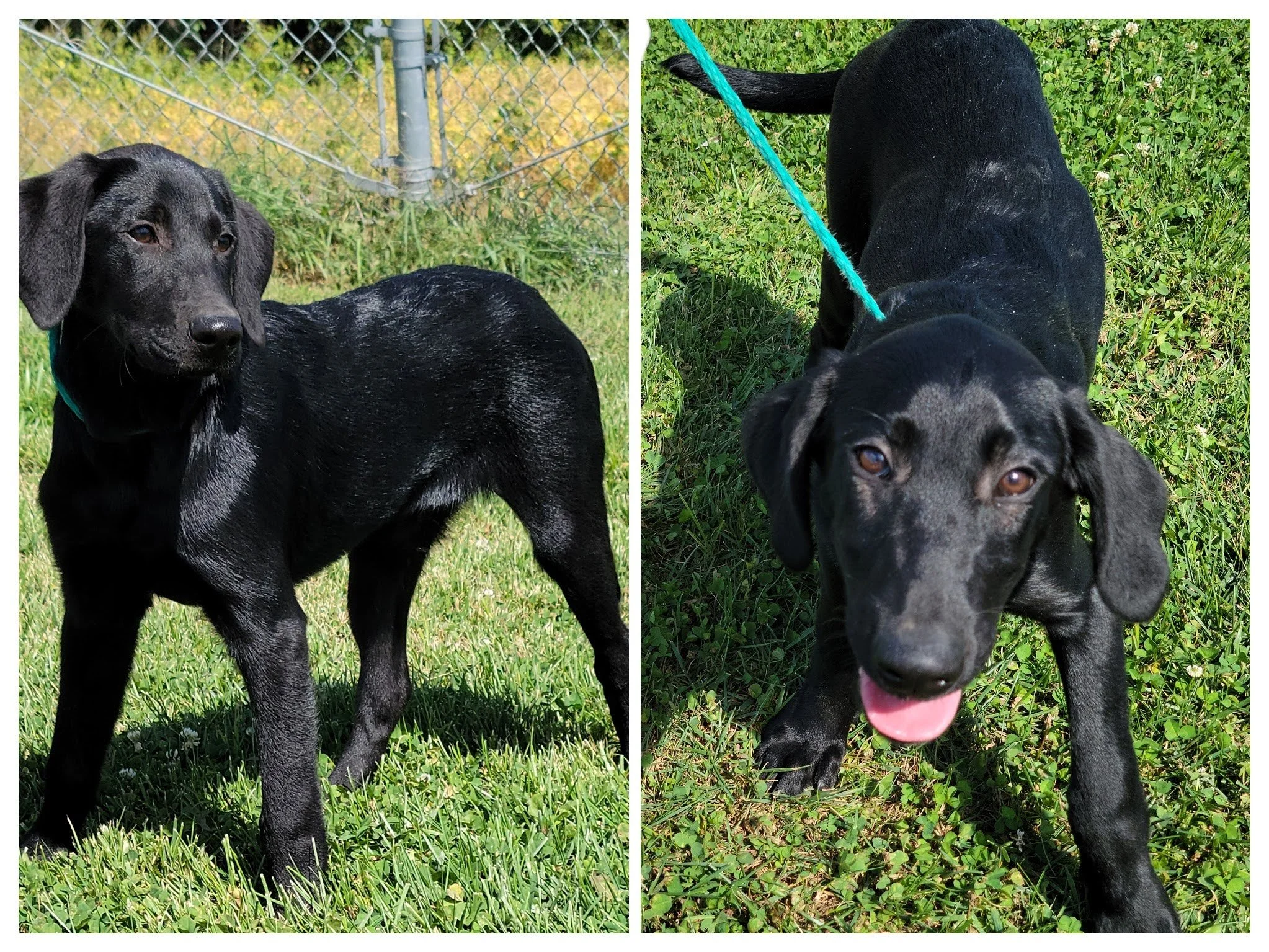 Dogs — Chillicothe Animal Shelter