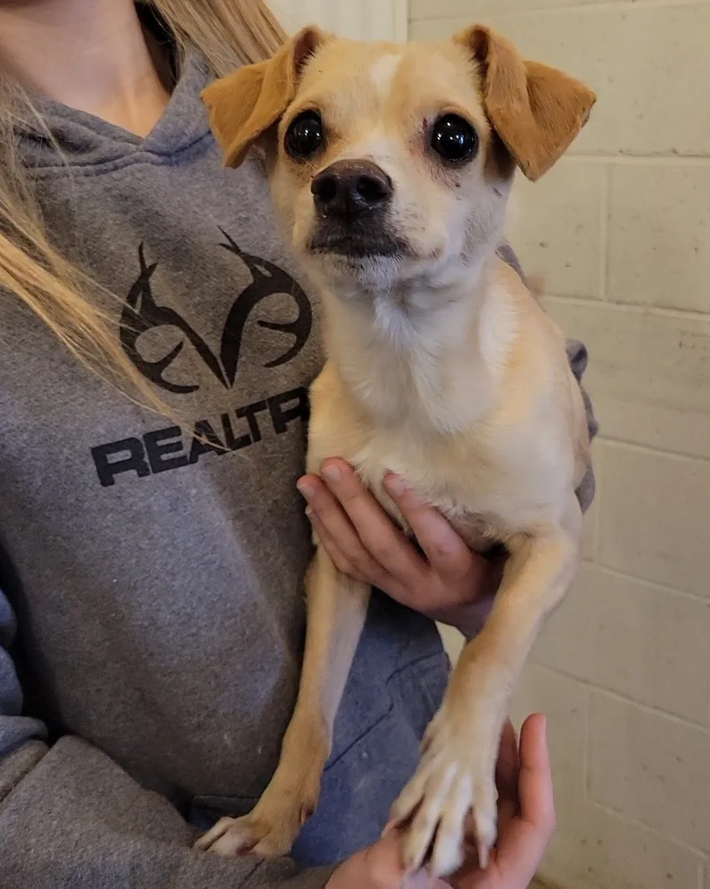 Dogs — Chillicothe Animal Shelter