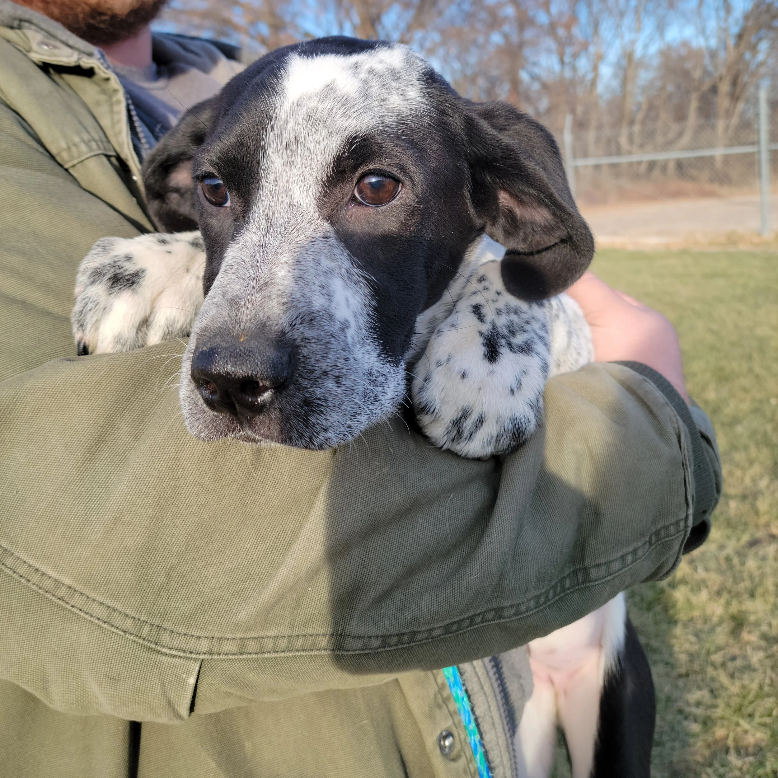 Dogs — Chillicothe Animal Shelter