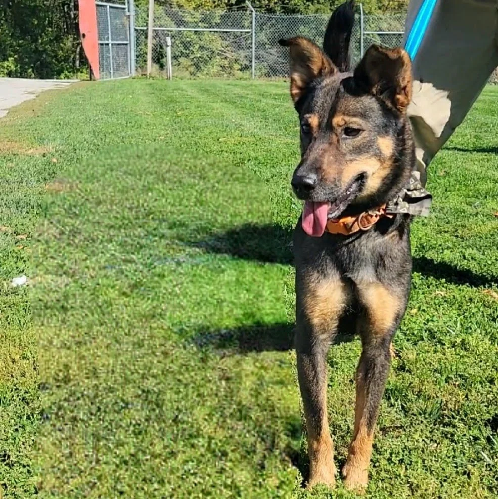 Dogs — Chillicothe Animal Shelter