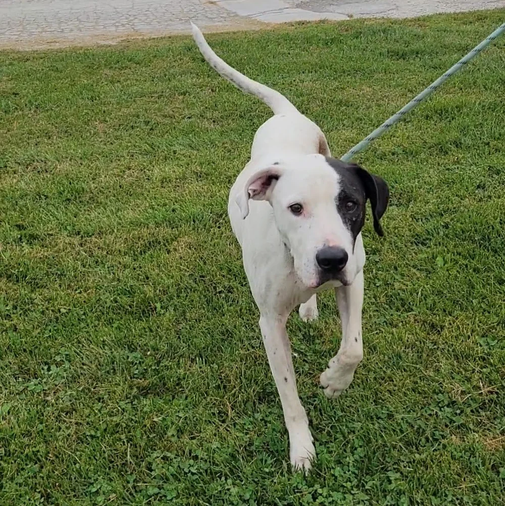 Dogs — Chillicothe Animal Shelter