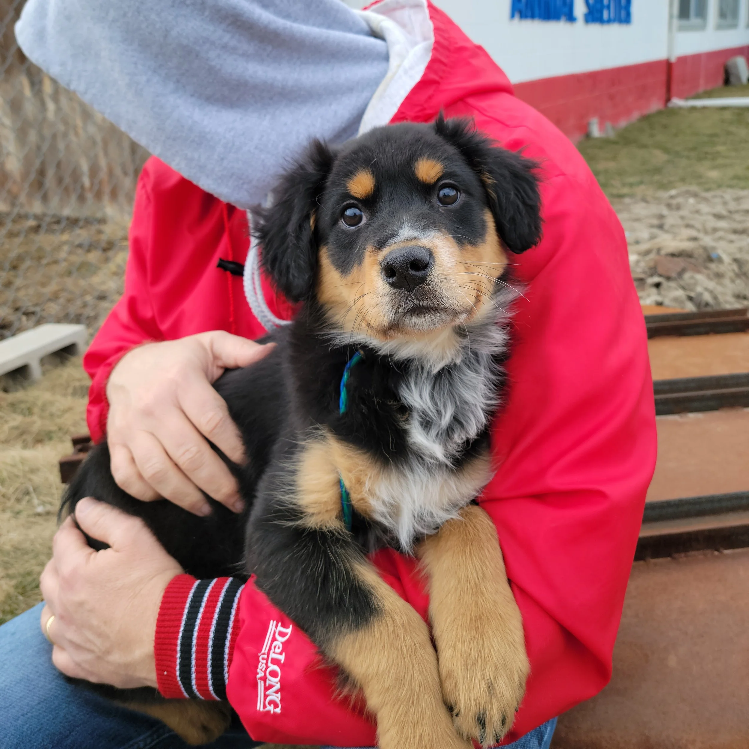 Dogs — Chillicothe Animal Shelter