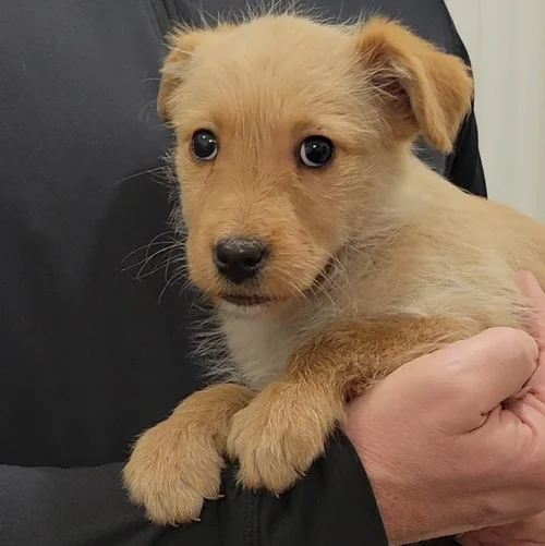 Dogs — Chillicothe Animal Shelter