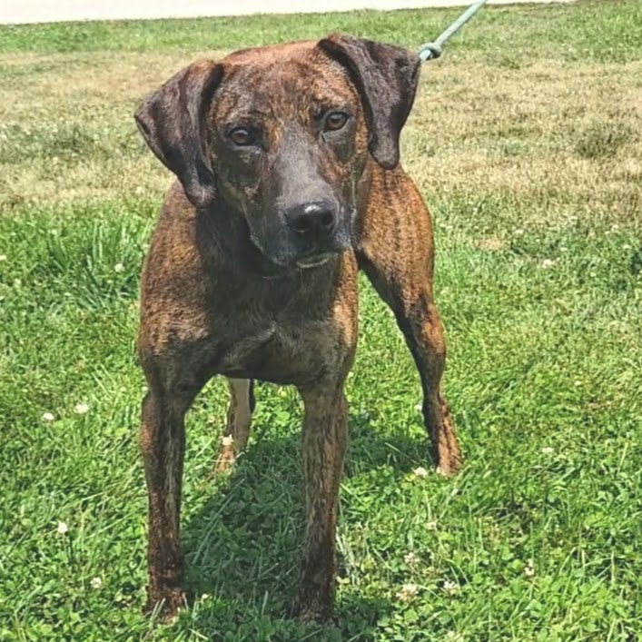 Dogs — Chillicothe Animal Shelter