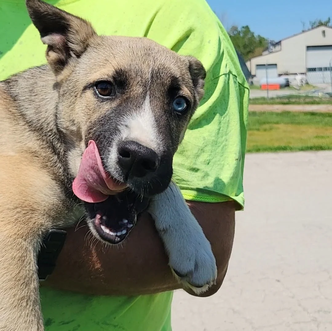Dogs — Chillicothe Animal Shelter