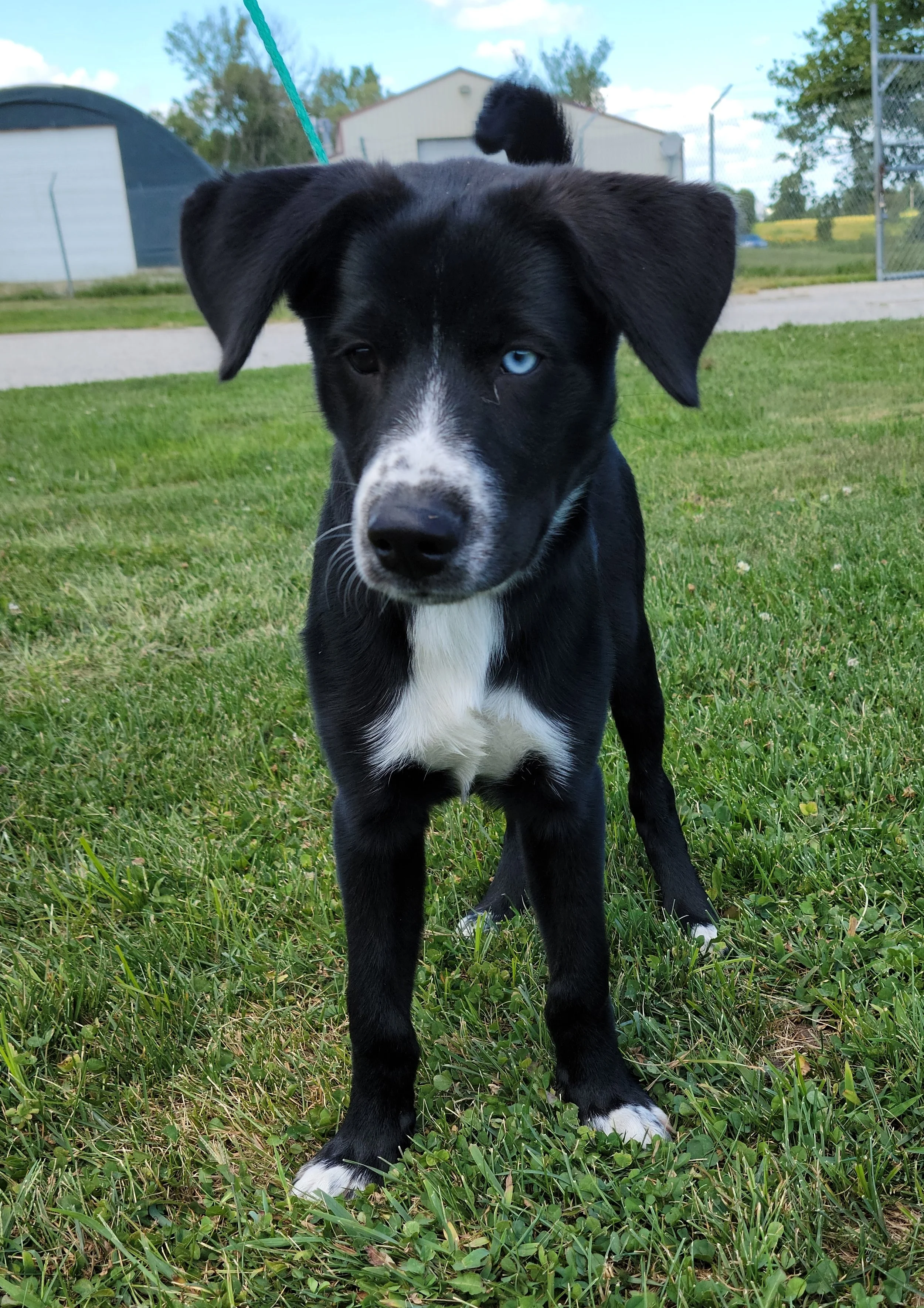 Dogs — Chillicothe Animal Shelter