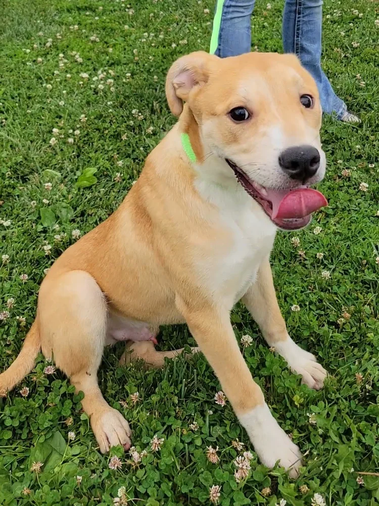 Dogs — Chillicothe Animal Shelter