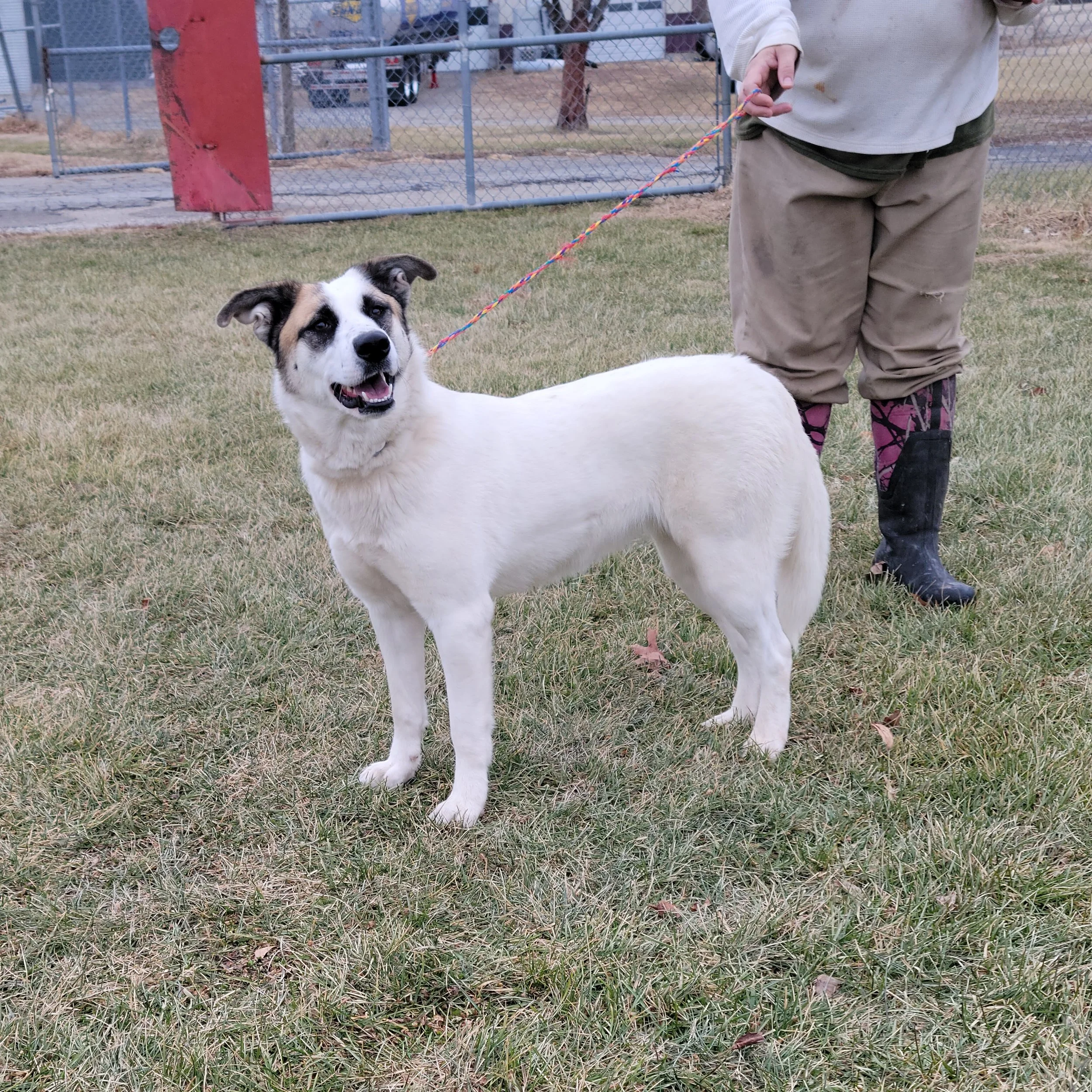 Dogs — Chillicothe Animal Shelter