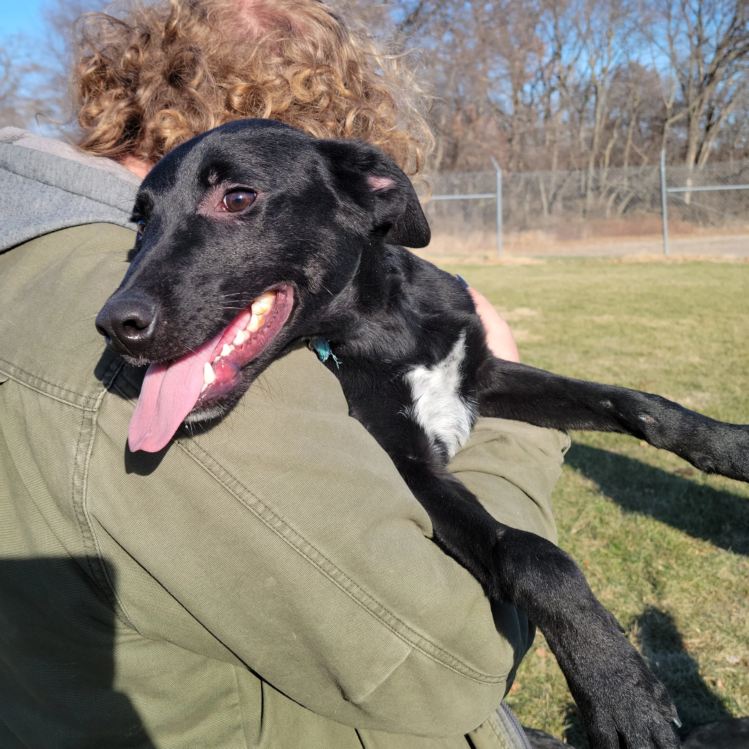 Dogs — Chillicothe Animal Shelter