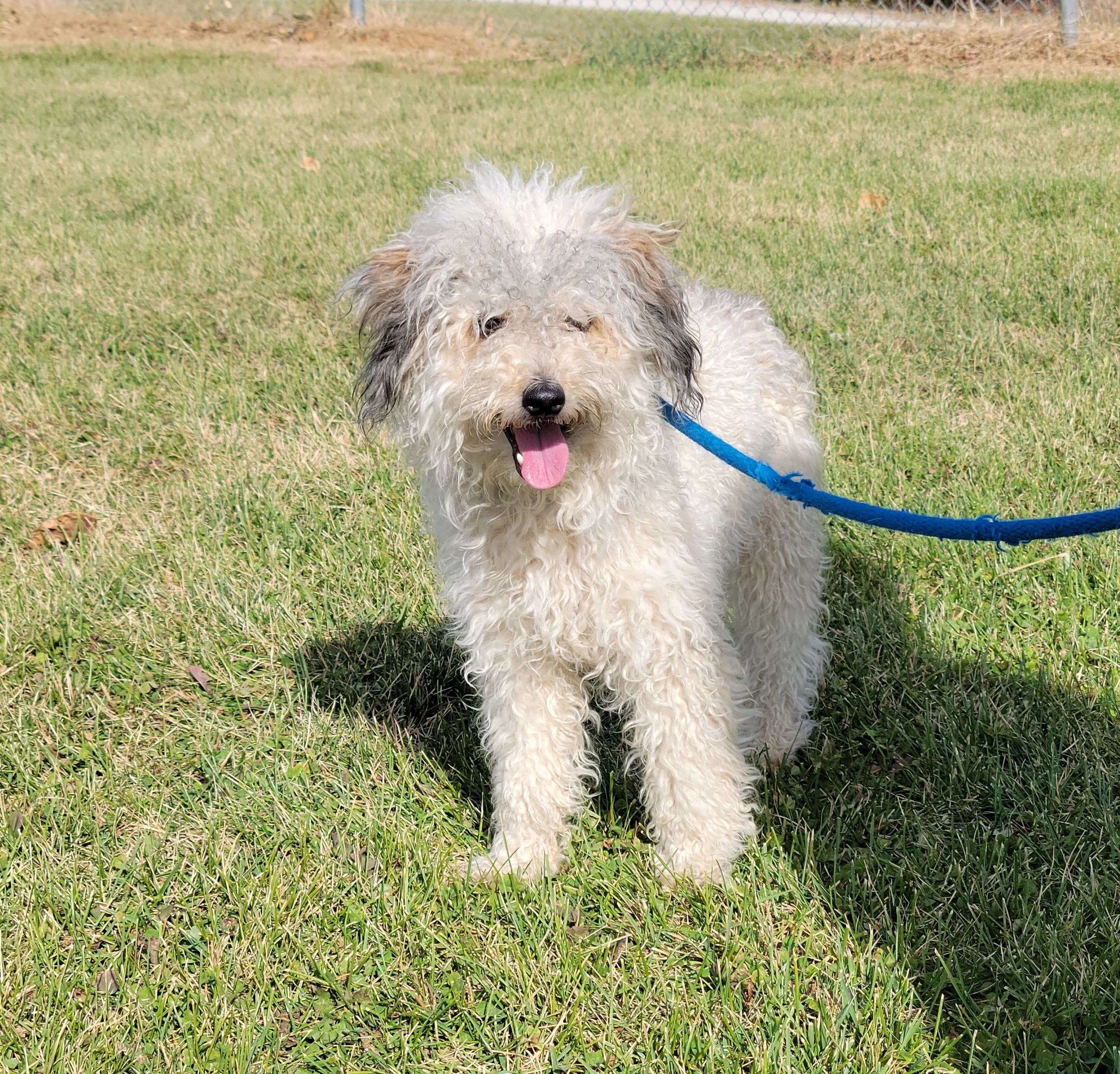 Dogs — Chillicothe Animal Shelter