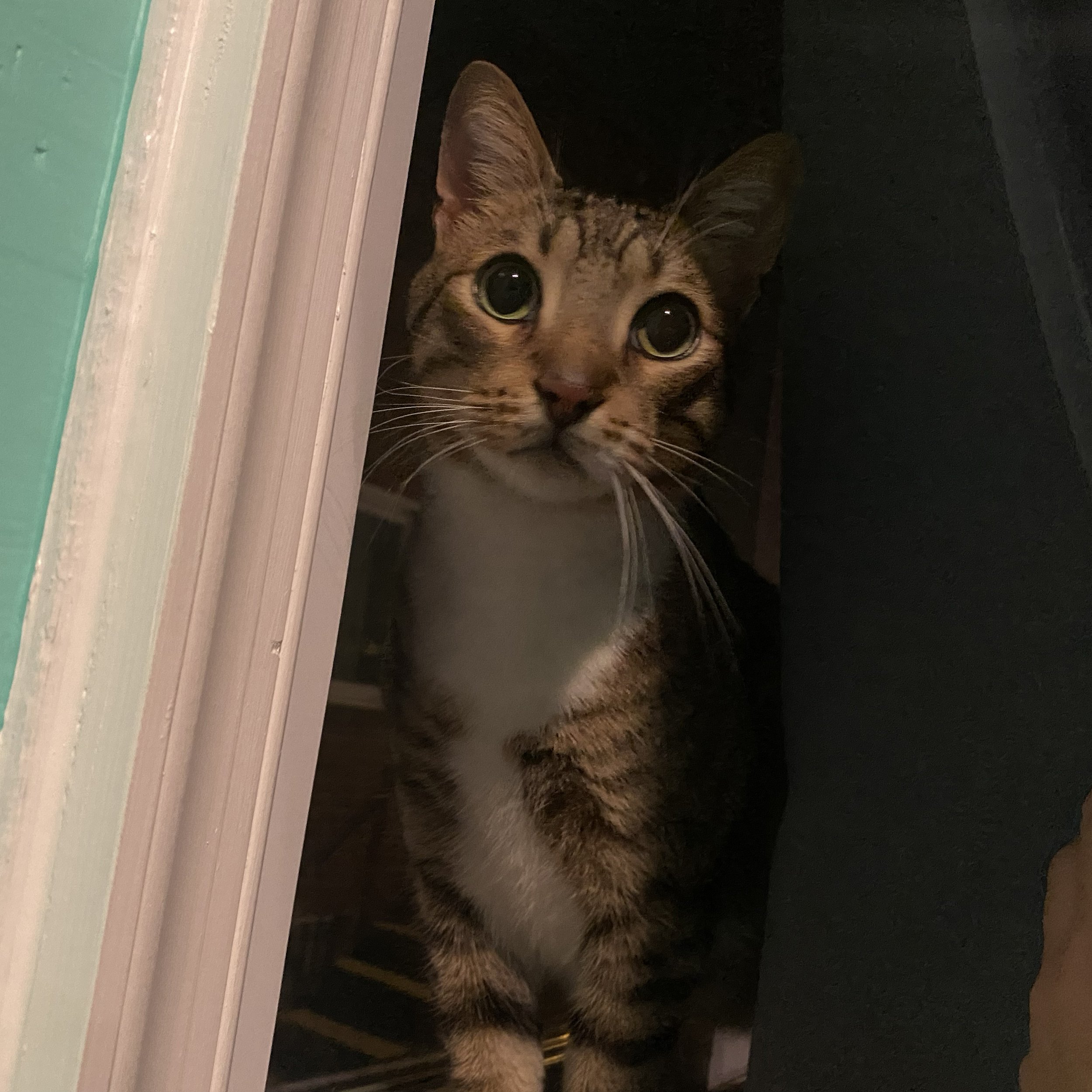 Cats, designers, and a hyper sense of focus