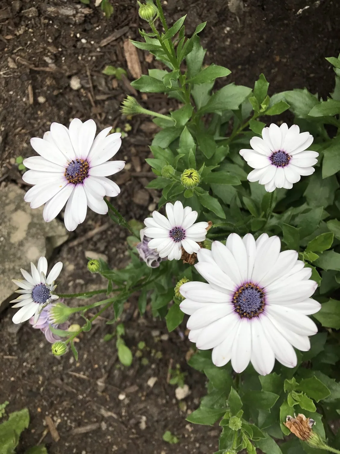 spring at sangha.jpeg