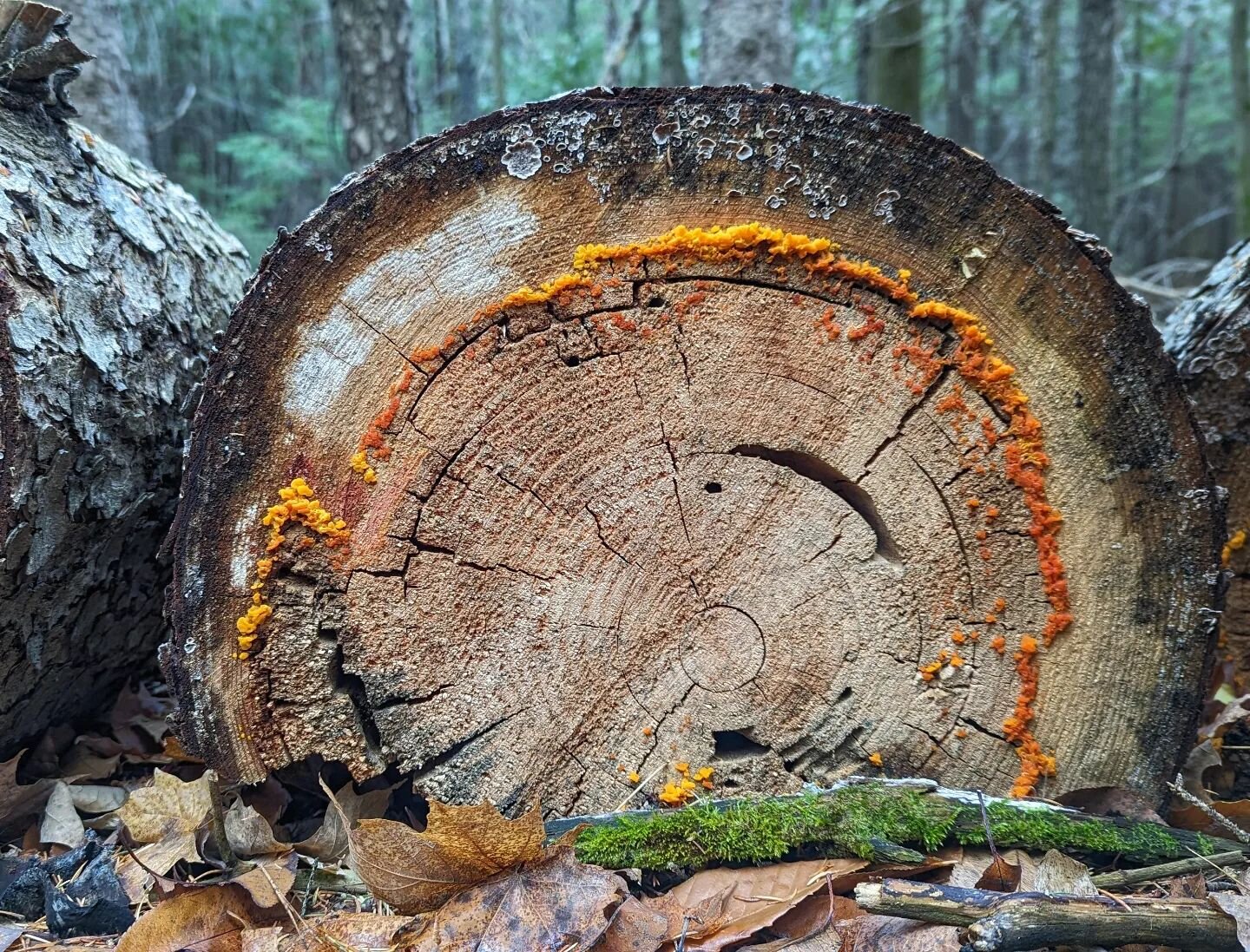 A moment for Earth... #earthhour 

#earthday #earth #nature #sustainablefuture #canada #forestlovers #naturelovers #life #sustainableliving