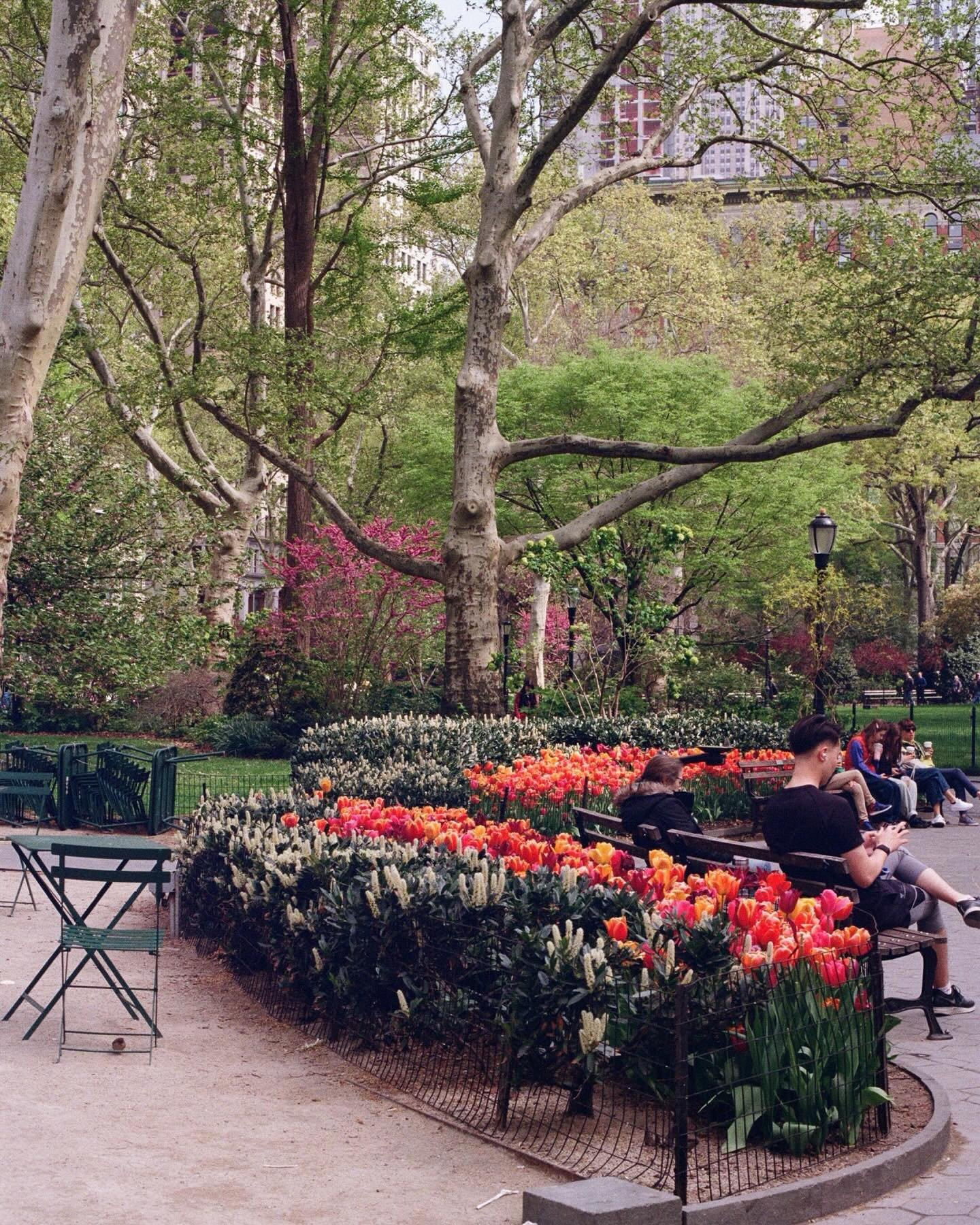flower markets / pastel yellows / blooming tulips / a lush city / dancing trees / second cups of coffee / newspapers on stoops / gardens full of life &mdash; a spring roll of my dreams 🎞️🌷☕️

#nycfilm #springinnyc #nycweddingphotographer #westvilla