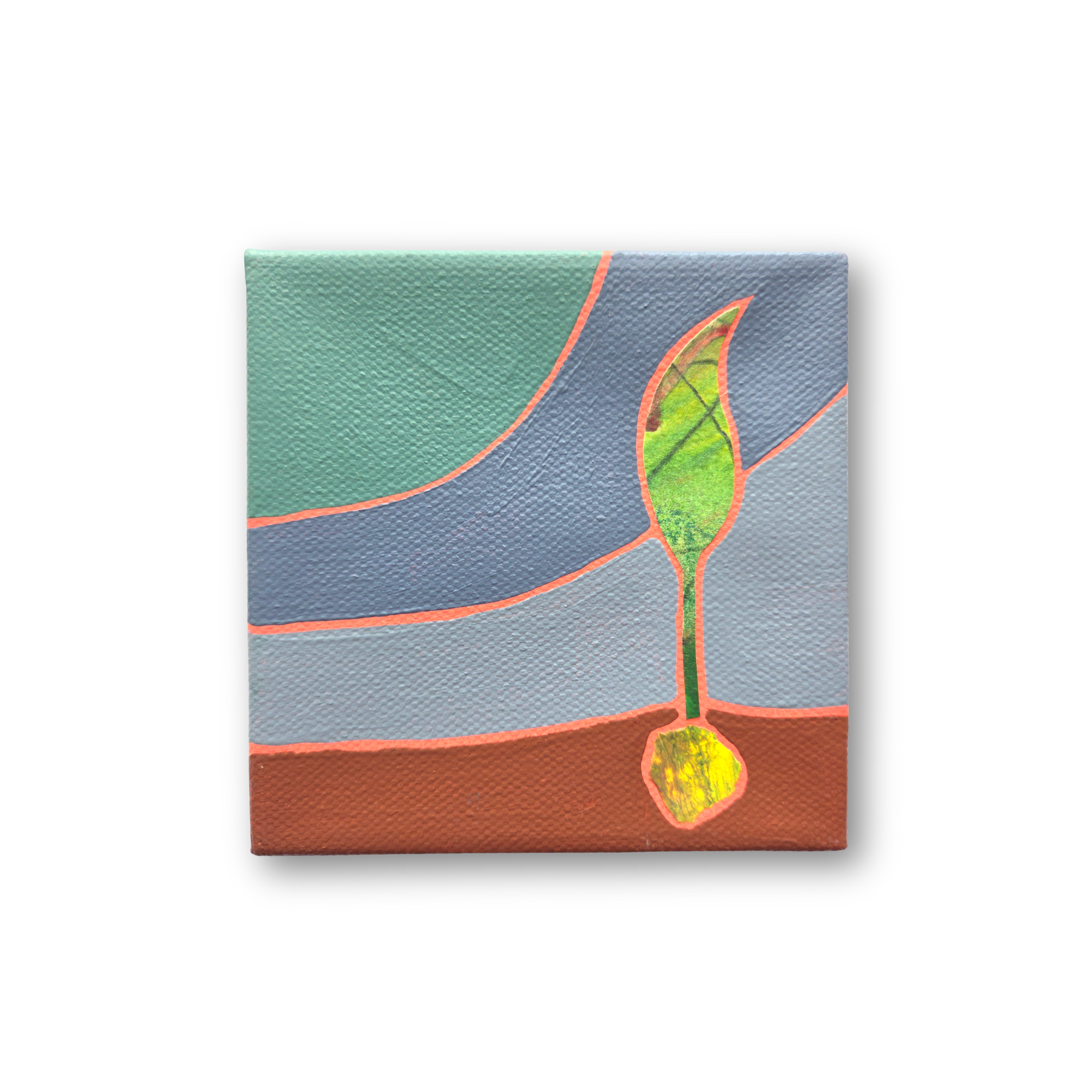 Money Tree - 4"x4" Seedlings (Original)