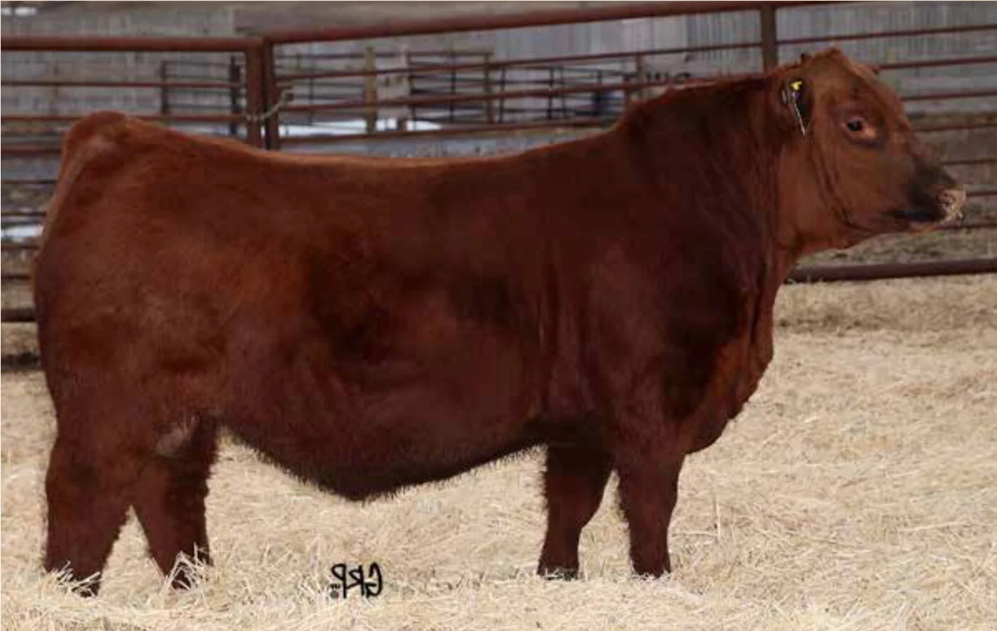 U2 ENVIOUS 30E — Niobrara Red Angus