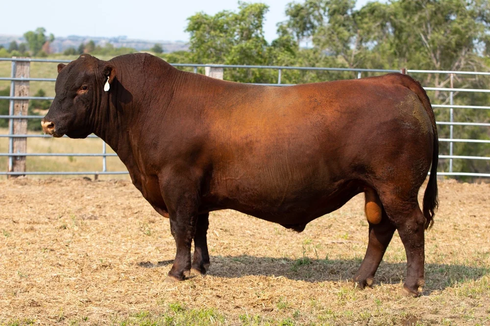 Sires — Niobrara Red Angus