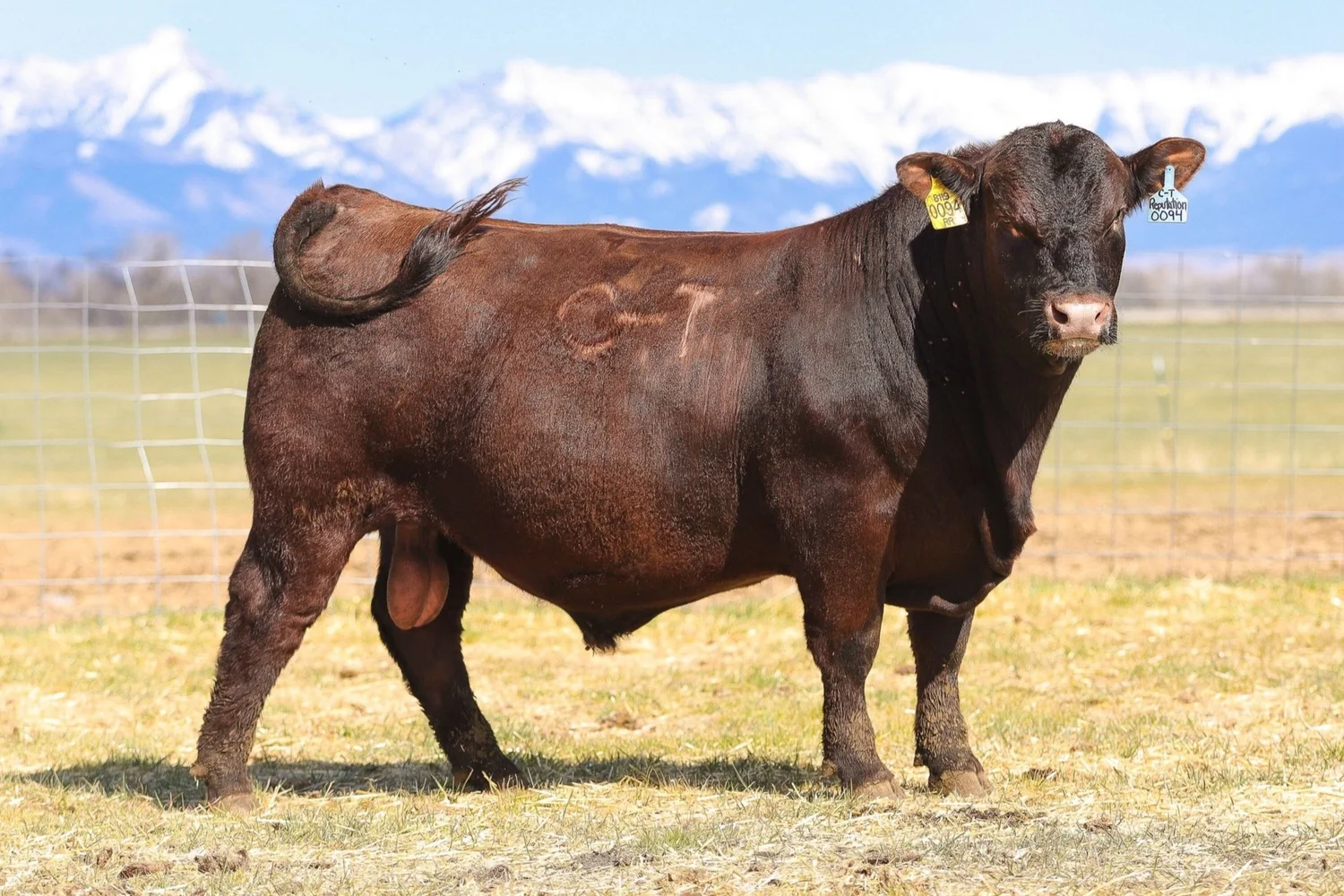 Sires — Niobrara Red Angus