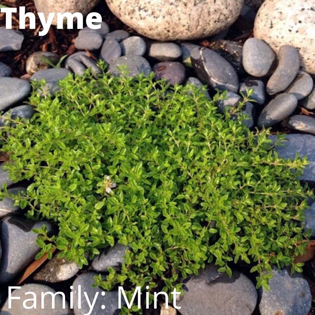 🌱#HerbalAllies
🌱Introducing #Thyme or #ThymusVulgaris

A common kitchen herb, Thyme&rsquo;s medicinal qualities should not be overlooked.  Native to sunny and arid mountainous Mediterranean regions, Thyme grows well on rocky ground with very little