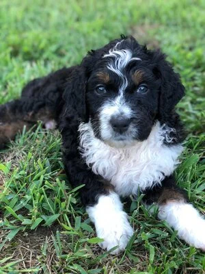 A black, white, and brown puppy lying on green grass outdoors, looking at the camera.