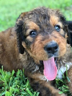 Cute brown and black puppy with blue eyes sticking out its tongue on green grass.