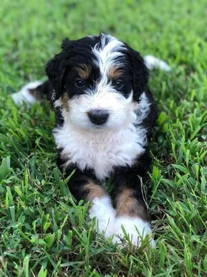 A black, white, and brown puppy lying on green grass.
