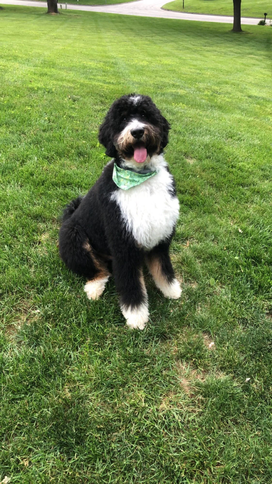 Cute black and white puppy sitting on green grass, wearing a light green bandana, with trees and a pathway in the background.