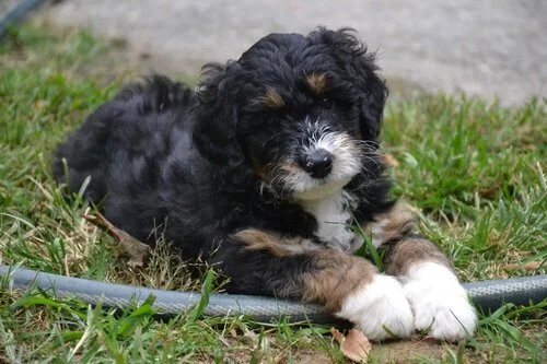 A cute black and brown puppy with white paws lying on grass near a garden hose.
