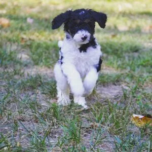 A black and white puppy jumping in a grassy outdoor area.