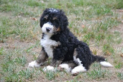 Cute black and white fluffy puppy sitting on grass