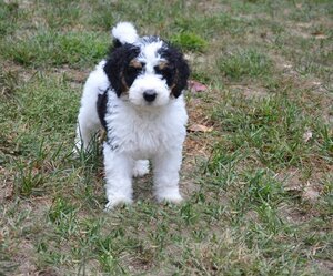 A small black and white puppy standing on grass outdoors.
