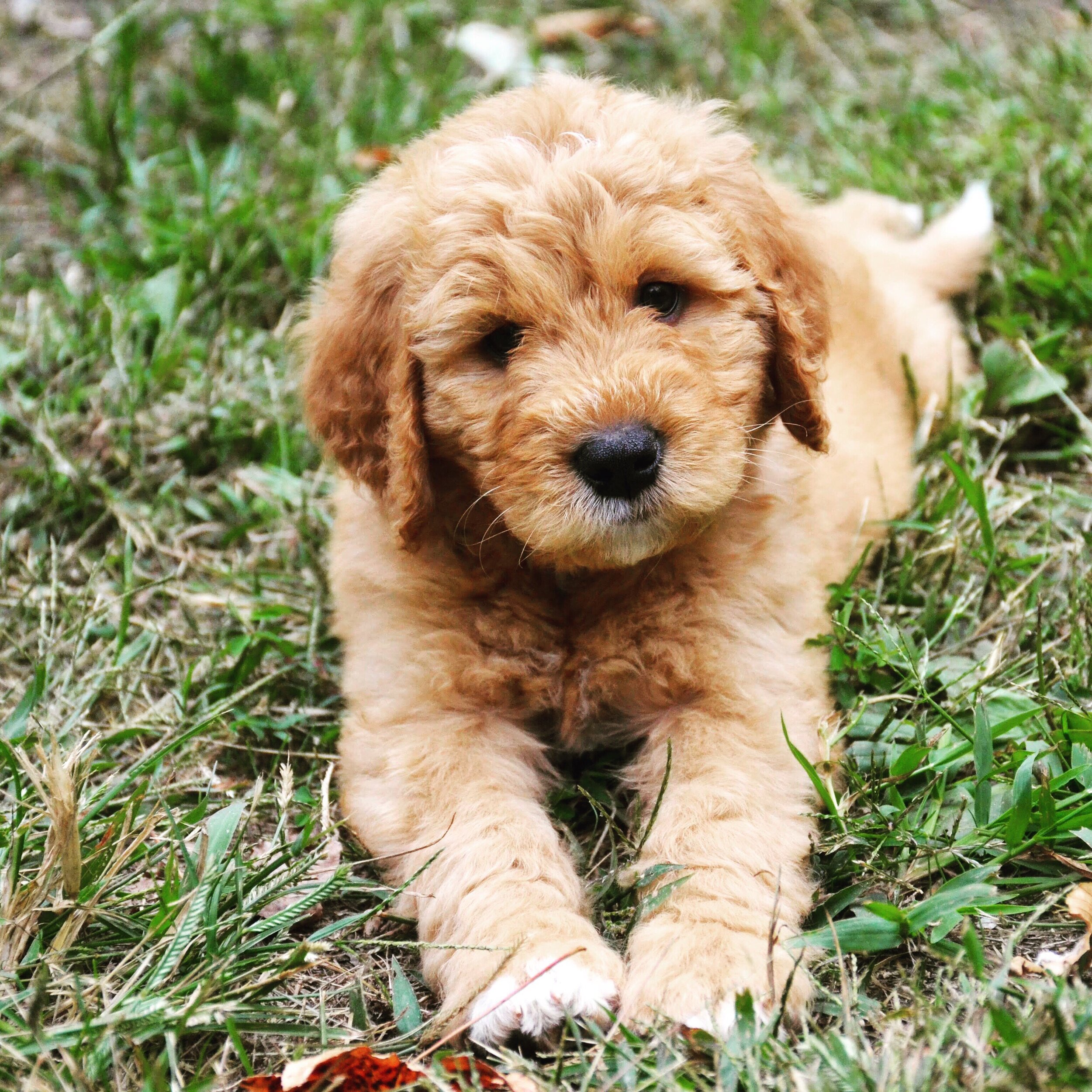 Cute golden fluffy puppy laying on grass, looking at the camera.