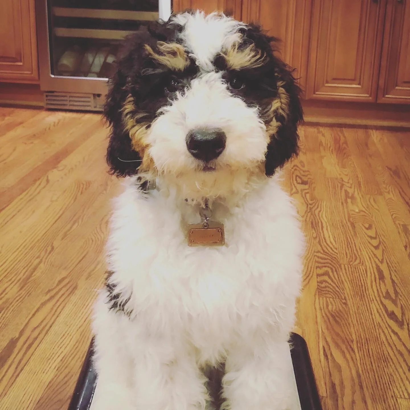 A fluffy black, white, and tan puppy sitting on a kitchen floor, looking at the camera with dark eyes.