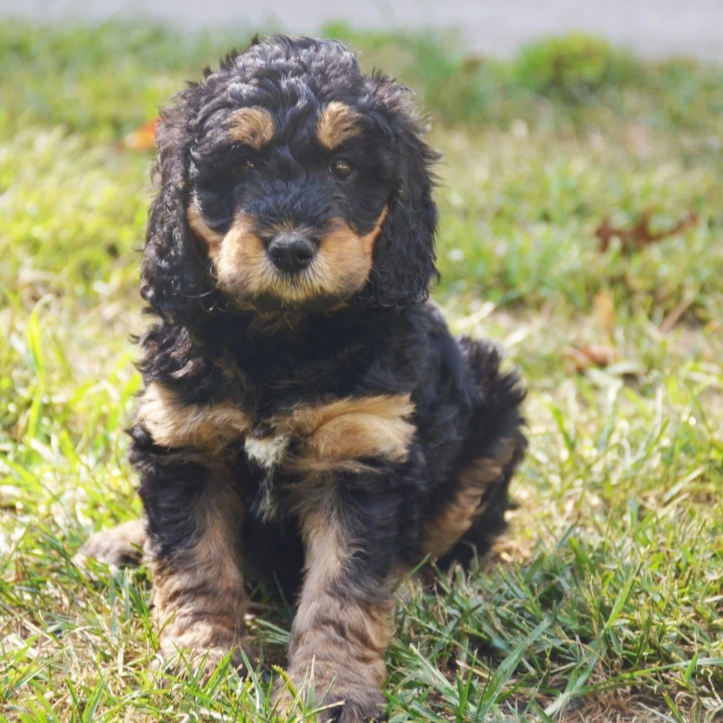 A black and tan curly-haired puppy sitting on grass outdoors.