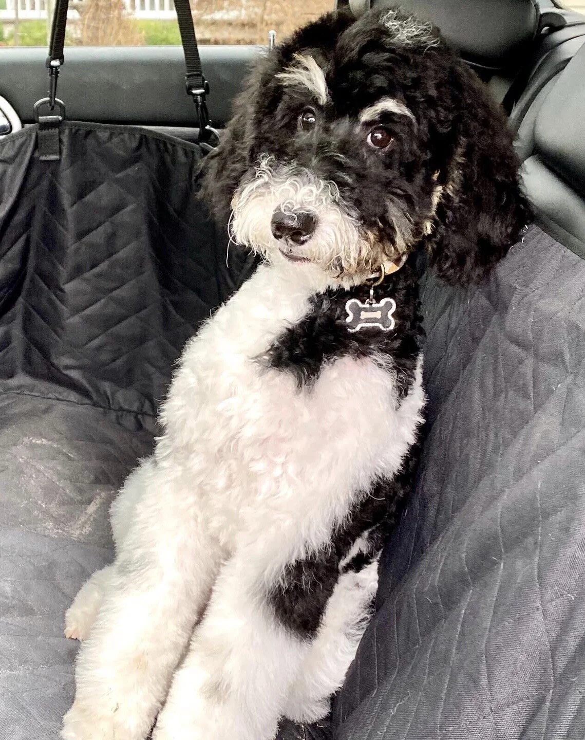 A black and white Curly-Coated dog sitting on the backseat of a car, looking at the camera with a curious expression.