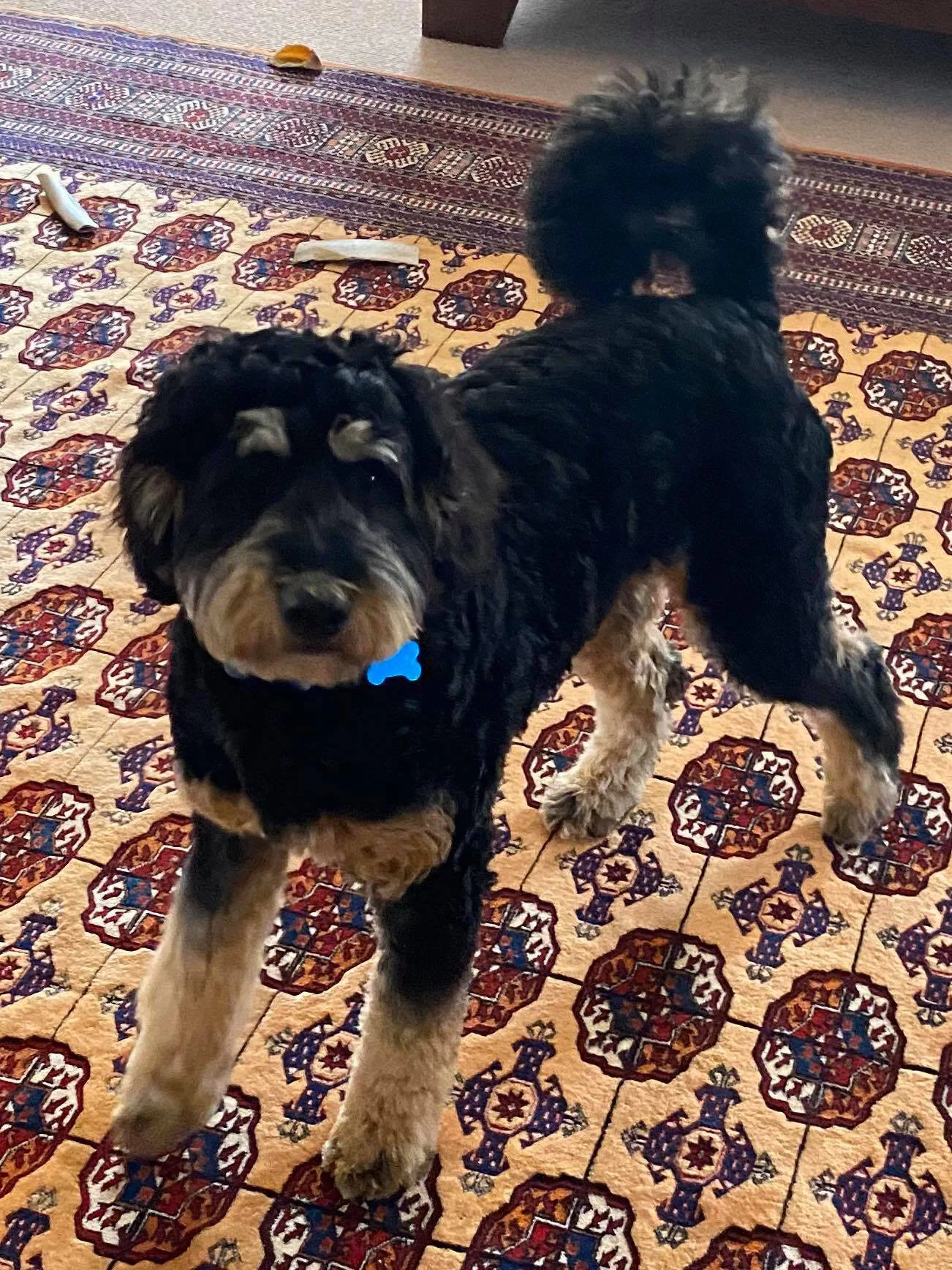 A black and tan Airedale Terrier puppy standing on a decorative patterned rug in a living room, with a blue bone-shaped tag on its collar.